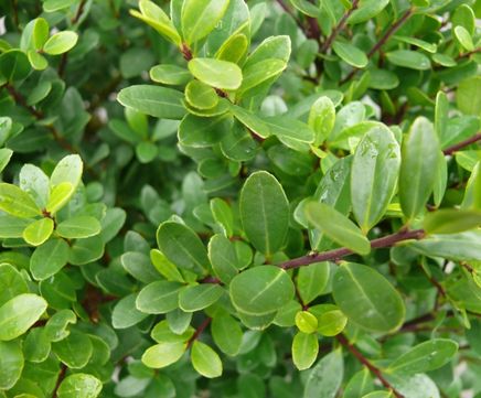 Topiary alternatives to buxus box