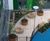 Swithland circular FSC timber tree planters 8