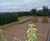 Timber roof terrace planters 5