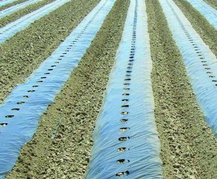 BioTelo 100% degradable mulching film