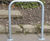 Sheffield Cycle Stand Surface Mounted 7