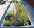 Inspira Modular Planting System 9