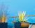 Surf-inspired Bespoke Planters 0