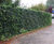 Planted acoustic barriers for relief road 3