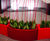 Curvy Trough - fiberglass outdoor planters for modern landscaping 0