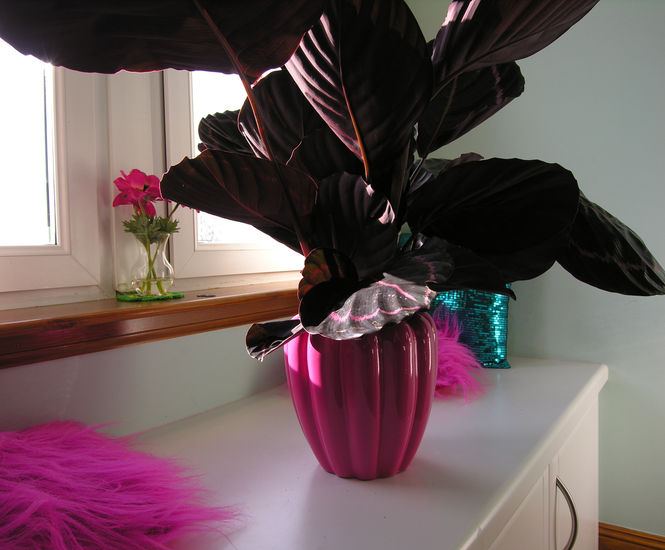 Deli Bowls - floral inspired fibreglass planter bowls