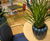 Deli Bowls - floral inspired fibreglass planter bowls 1