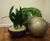 Florence Bowls - indoor planter bowls 1