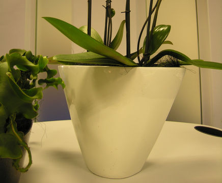 Kyoto Bowls - fibreglass desktop planter bowl