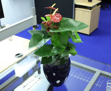 Lyon Bowls - contemporary fibreglass plant pots