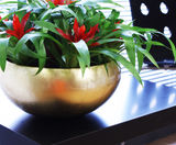 Palma Bowls - curved fibreglass indoor bowl planter - on this page