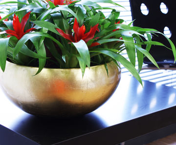 Palma Bowls - curved fibreglass indoor bowl planter