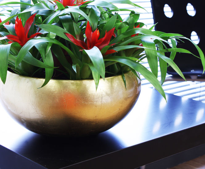 Palma Bowls - curved fibreglass indoor bowl planter