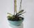 Paris Bowls - fibreglass planter bowl 0