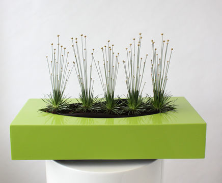 Phoenix - decorative rectangular planter bowls