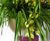 Rome Bowls - fibreglass planter bowls 3