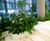 Bespoke curved, freestanding interior planters - Paris 3