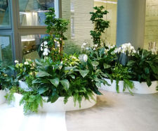 Bespoke curved, freestanding interior planters - Paris