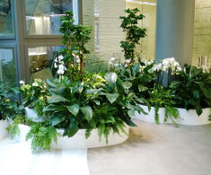 Bespoke curved, freestanding interior planters - Paris