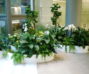 Bespoke curved, freestanding interior planters - Paris