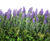 Kubik planters and artificial plants - Edinburgh Airport 5
