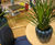 Squeeze Avant-Garde - fiberglass retro indoor planter 4