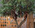 Bespoke Artificial Trees - realistic faux trees 7