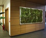 Bespoke Green Walls - artificial plant wall panels for interior or exterior - on this page