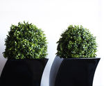 Artificial Plants & Trees - realistic faux plants for interior landscaping