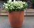Cirkik Spirit Planters - modern fibreglass desktop and tree planters 8