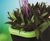 Quadik Plus Spirit Planters - lightweight fibreglass planter 5