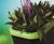 Quadik Plus Spirit Planters - tapered square planters with curved edges 1