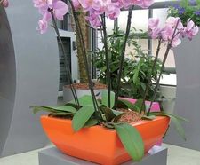 Linik Bowl Spirit Planter - lightweight fibreglass bowl planter