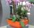 Linik Bowl Spirit Planter - lightweight fibreglass bowl planter 0