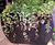 Curvy - Bridget contemporary, ultra-lightweight planters 5