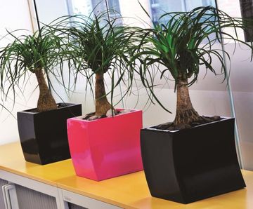 Curvy - Desktop contemporary curved mini desktop planters
