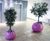 Avant-Garde - Blob contemporary indoor tree planters 1