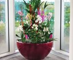 Ceramic Style - Bodacia lightweight GRP indoor planters