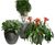 Bodacia Ceramic Style - fibreglass, ceramic-look planters 3