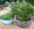 Bodacia Ceramic Style - fibreglass, ceramic-look planters 2