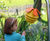 Harmony Bells Outdoor Musical Flowers 7