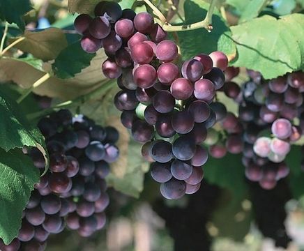 Winery Wastewater  – Cone Bottom Tanks For Processing