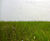 Turf for Ferencváros Stadium, Hungary 2