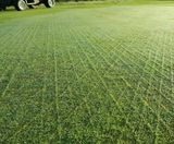 Durable grass seed mix improves golf course greens - on this page