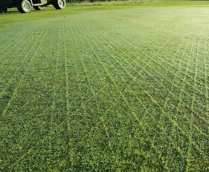 Durable grass seed mix improves golf course greens Johnsons Sports Seed