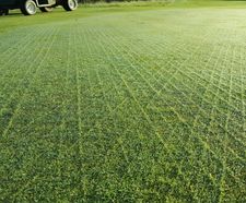 Durable grass seed mix improves golf course greens