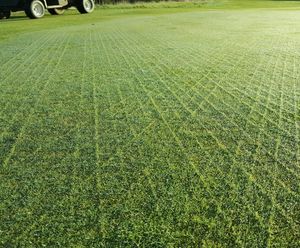 Durable grass seed mix improves golf course greens