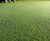 Durable grass seed mix improves golf course greens 0