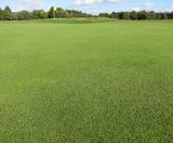 Biodiverse golf course greens created using J All Bent - on this page