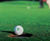 J All Bent grass seed for golf greens (overseeding) 1